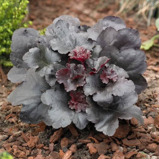 Purperklokje 'Black Sea'